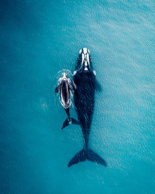 Mother and Calf Whale Swimming in the Ocean